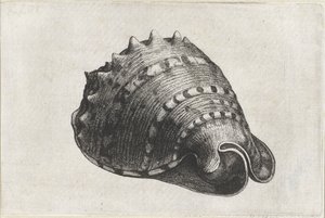 Concha, cassis cornuta Conchas (título de la serie) de Wenceslaus Hollar
