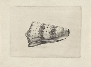 Concha, cono imperial Conchas (título de la serie) de Wenceslaus Hollar