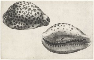 Concha, Cypraea tigris Conchas (título de la serie) de Wenceslaus Hollar