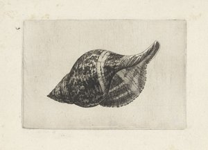 Concha, fasciolaria tulipa Conchas (título de la serie) de Wenceslaus Hollar