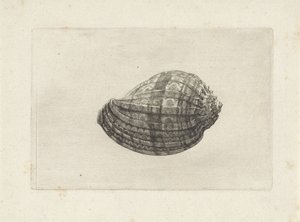 Concha, arpa mayor Conchas (título de la serie) de Wenceslaus Hollar