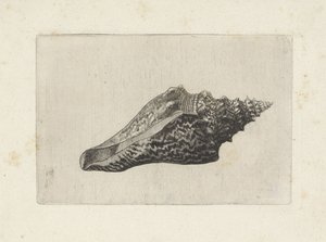 Concha, hemifusus ternatanus Conchas (título de la serie) de Wenceslaus Hollar