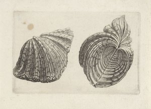 Concha, hipopótamo hipopótamo Conchas (título de la serie)