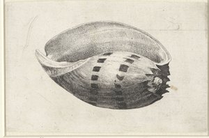 Concha, melo ánfora Conchas (título de la serie) de Wenceslaus Hollar