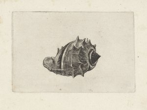 Concha, melongena melongena Conchas (título de la serie) de Wenceslaus Hollar