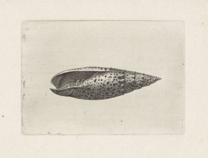 Concha, mitra papalis Conchas (título de la serie) de Wenceslaus Hollar