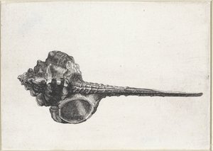 Concha, murex haustellum Conchas (título de la serie) de Wenceslaus Hollar