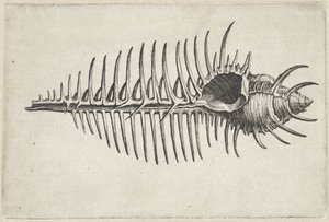 Concha, murex pecten Conchas (título de la serie) de Wenceslaus Hollar