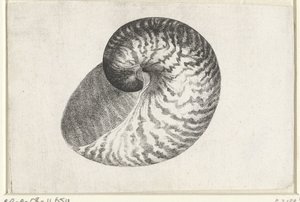 Concha, nautilus pompilius Conchas (título de la serie) de Wenceslaus Hollar