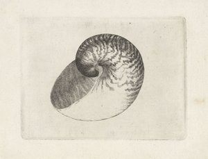 Concha, nautilus pompilius Conchas (título de la serie) de Wenceslaus Hollar