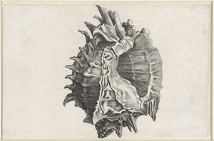 Concha, phyllonotus erythrostomus Conchas (título de la serie) de Wenceslaus Hollar