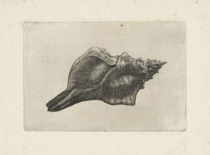 Concha, trapecio pleuroploca Conchas (título de la serie) de Wenceslaus Hollar