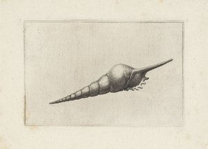 Schelp, huso de flauta melanocheilus Schelpen (título de la serie) de Wenceslaus Hollar