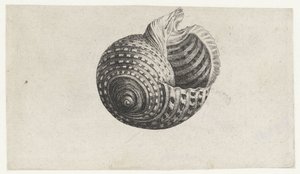 Concha, tonna dolium Conchas (título de la serie) de Wenceslaus Hollar