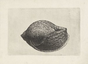 Concha, tonna perdix Conchas (título de la serie) de Wenceslaus Hollar