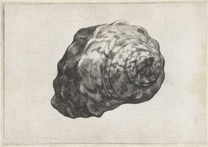 Concha, turbo sarmaticus Conchas (título de la serie) de Wenceslaus Hollar