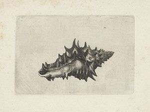 Concha, vasum ceramicum Conchas (título de la serie) de Wenceslaus Hollar