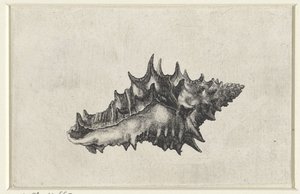 Schelp, vasum ceramicum
Schelpen (título de la serie) de Wenceslaus Hollar