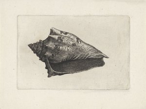Concha, voluta ebraea Conchas (título de la serie) de Wenceslaus Hollar