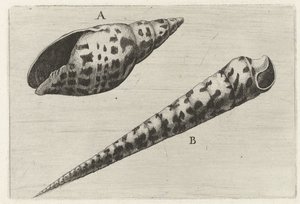 Schelpen, mitre cardinalis (A) en terebra subulata (B) Schelpen (título de la serie) de Wenceslaus Hollar