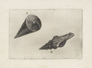 Conchas, telescopium telescopium (A) y fusinus laticostatus (B) Conchas (título de la serie) de Wenceslaus Hollar