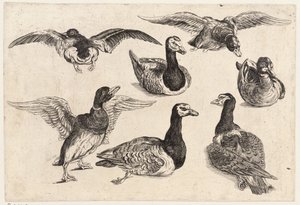 Siete patos