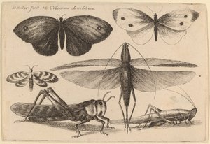 Seis Insectos