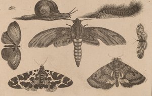 Seis Insectos, una Oruga y un Caracol de Wenceslaus Hollar