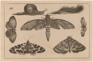 Seis insectos, una oruga y un caracol de Wenceslaus Hollar