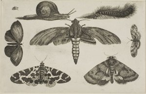 Seis insectos, una oruga y un caracol de Wenceslaus Hollar