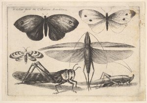 Seis insectos de Wenceslaus Hollar
