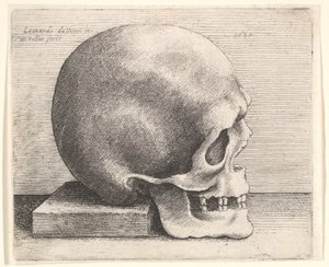 Cráneo en perfil hacia la derecha de Wenceslaus Hollar