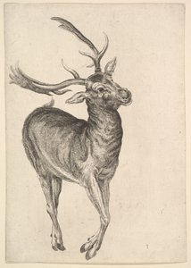 Ciervo, 1625-77 de Wenceslaus Hollar