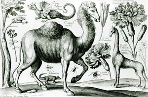 Estudio de animales y flores, grabado por D. Loggan de Wenceslaus Hollar