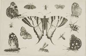 Mariposa de Cola de Golondrina y Otros Doce Insectos de Wenceslaus Hollar