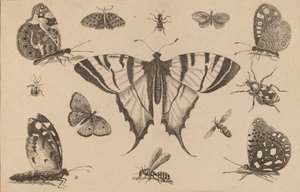 Mariposa cola de golondrina y otros doce insectos de Wenceslaus Hollar