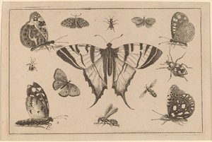 Mariposa cola de golondrina y otros doce insectos