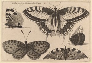 Tres Mariposas y Dos Polillas de Wenceslaus Hollar