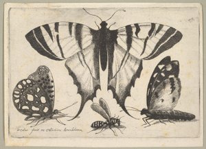 Tres mariposas y una avispa de Wenceslaus Hollar