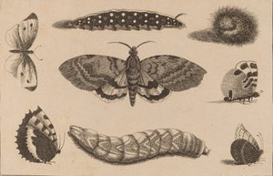 Tres orugas, una polilla y cuatro mariposas de Wenceslaus Hollar