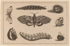 Tres orugas, una polilla y cuatro mariposas de Wenceslaus Hollar