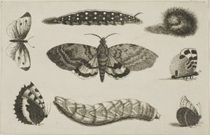 Tres orugas, una polilla y cuatro mariposas de Wenceslaus Hollar