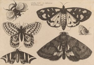 Tres polillas, dos mariposas y un abejorro, 1646 de Wenceslaus Hollar