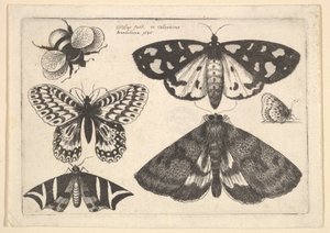 Tres polillas, dos mariposas y un abejorro de Wenceslaus Hollar