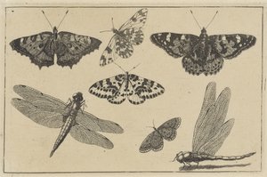 Dos libélulas y cinco mariposas Varios insectos (título de la serie) Diversae Insectorum (título de la serie) de Wenceslaus Hollar