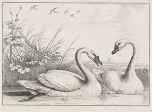 dos cisnes Especies de Diversae avium (título de la serie) Aves diferentes (título de la serie) de Wenceslaus Hollar