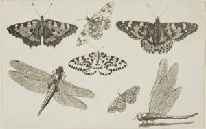 Dos libélulas y cinco mariposas de Wenceslaus Hollar