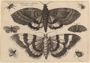 Dos Polillas y Seis Insectos de Wenceslaus Hollar