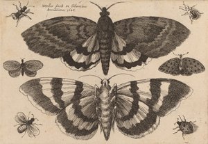 Dos polillas y seis insectos de Wenceslaus Hollar