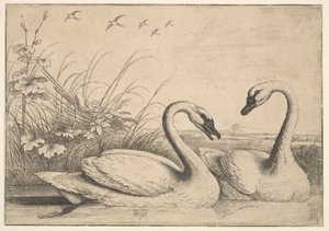 Dos cisnes, 1654-58